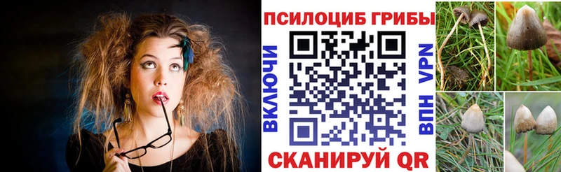 МЕГА ТОР  где найти   Онега  Галлюциногенные грибы Psilocybine cubensis 
